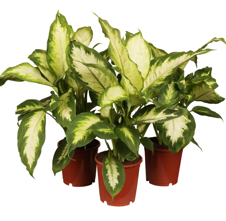Dieffenbachia