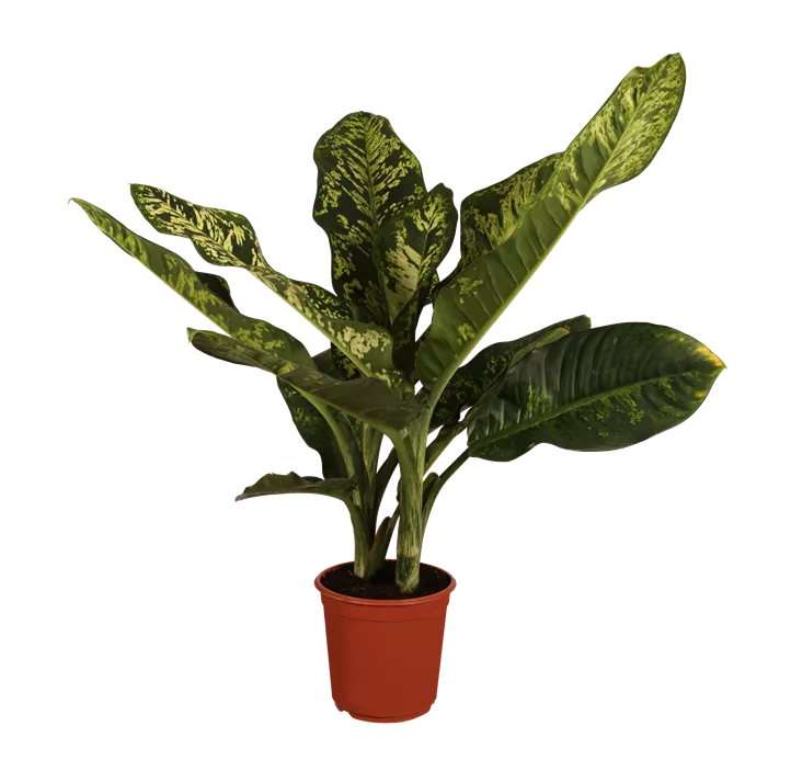 Dieffenbachia