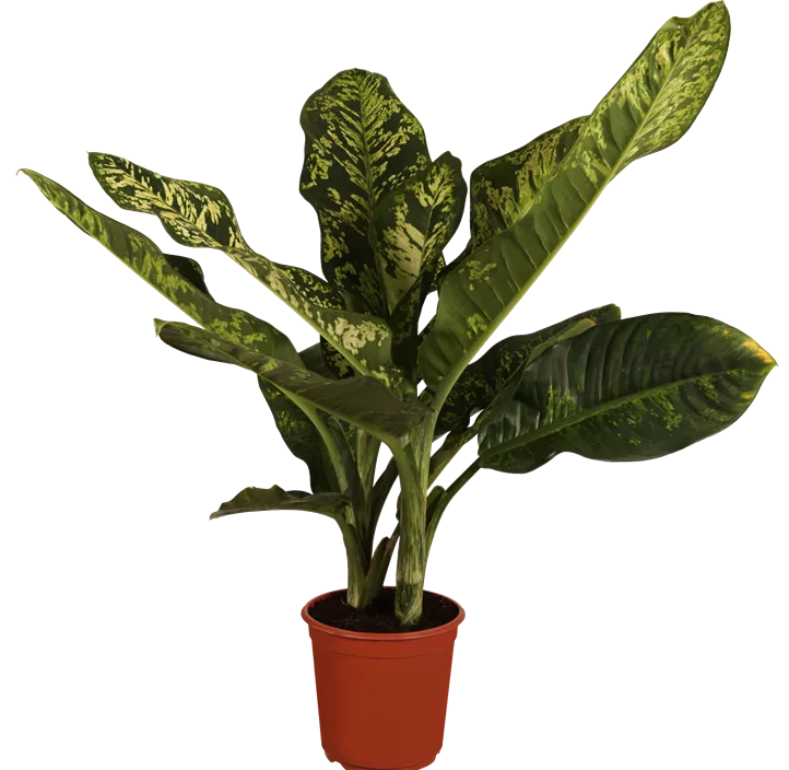Dieffenbachia