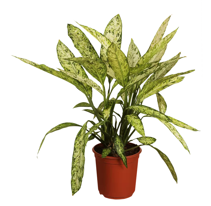 Dieffenbachia