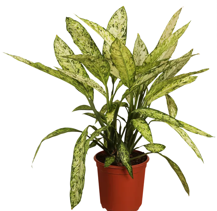 Dieffenbachia