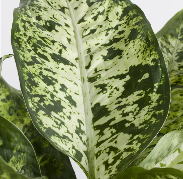 Dieffenbachia