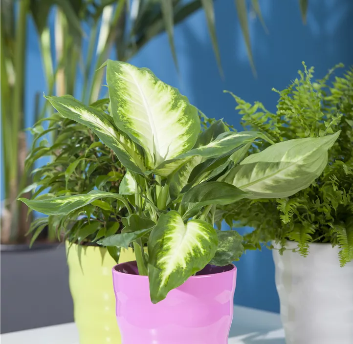 Dieffenbachia
