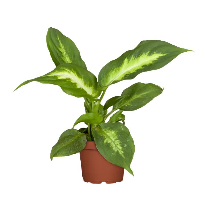 Dieffenbachia