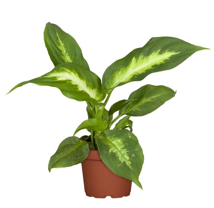 Dieffenbachia