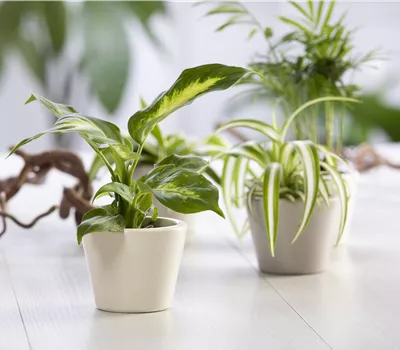 Dieffenbachia Mix
