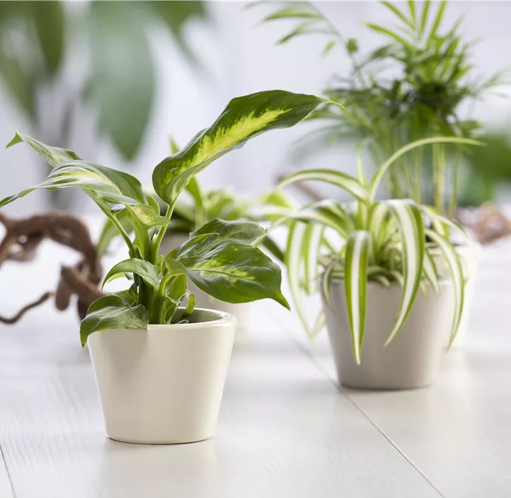 Dieffenbachia