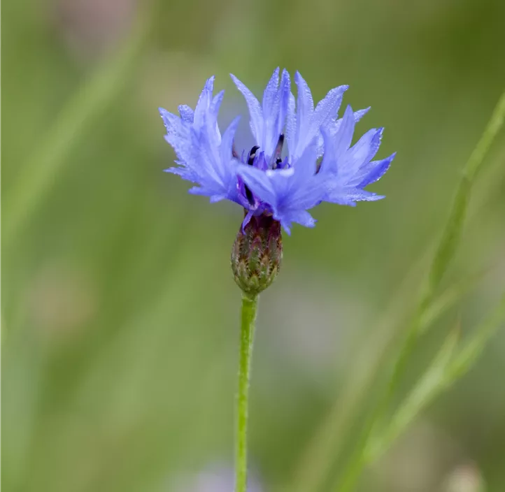 Kornblume