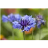 bellaflora Gartencenter GmbH