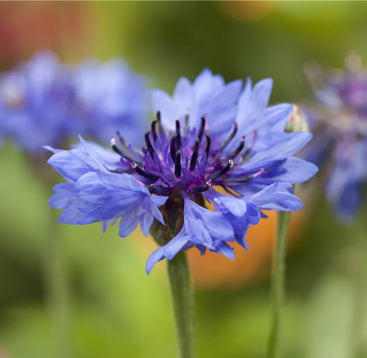 Kornblume
