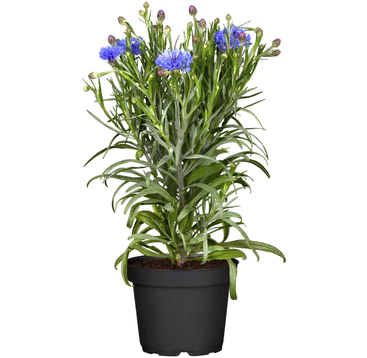 Kornblume