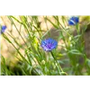 bellaflora Gartencenter GmbH
