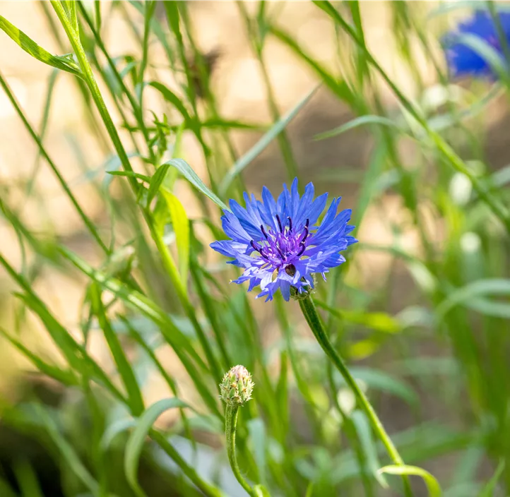 Kornblume