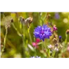 bellaflora Gartencenter GmbH