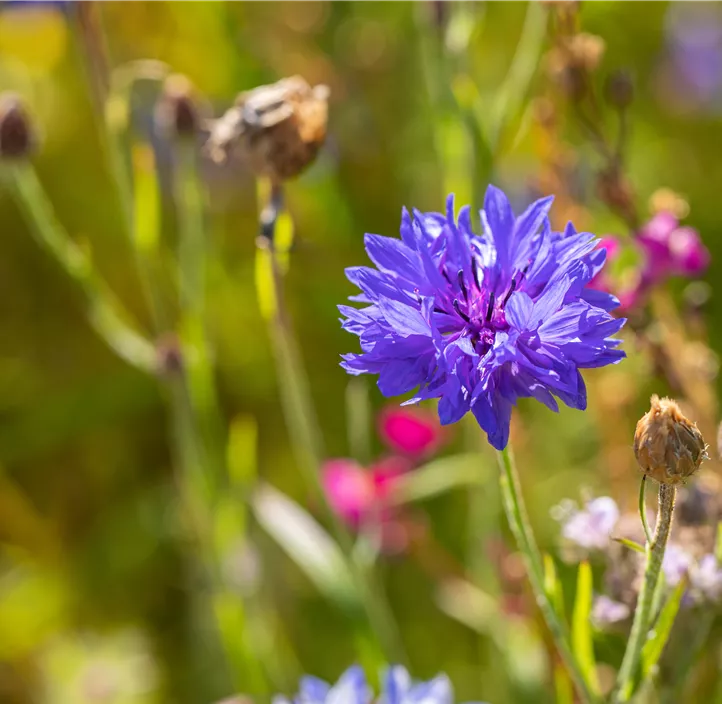 Kornblume
