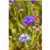 bellaflora Gartencenter GmbH