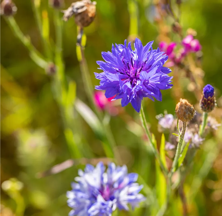 Kornblume