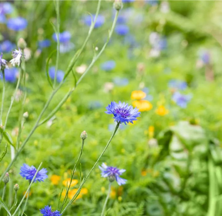 Kornblume