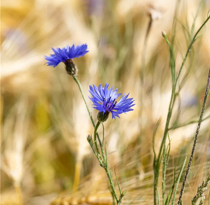 Kornblume