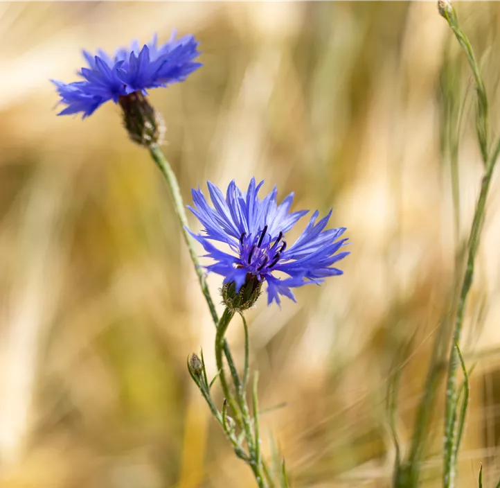 Kornblume
