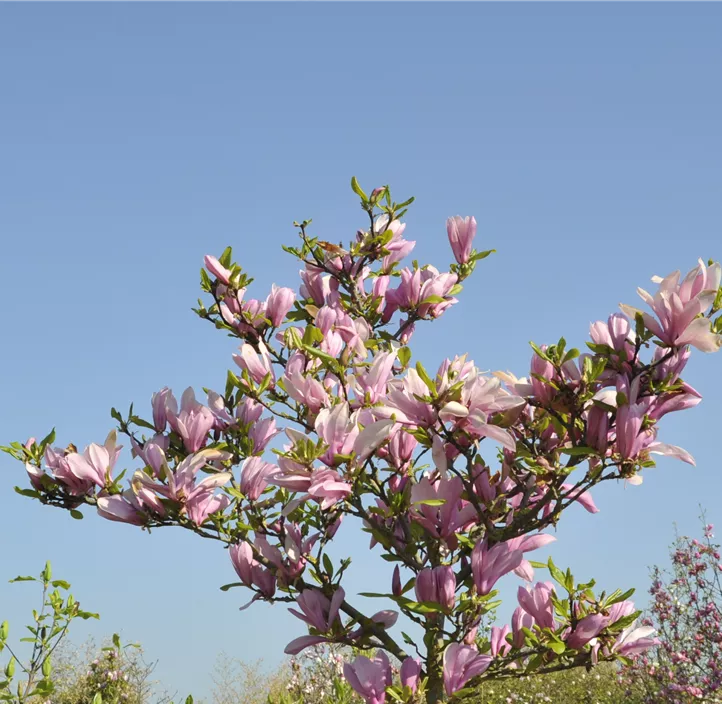 Magnolie