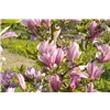 bellaflora Gartencenter GmbH