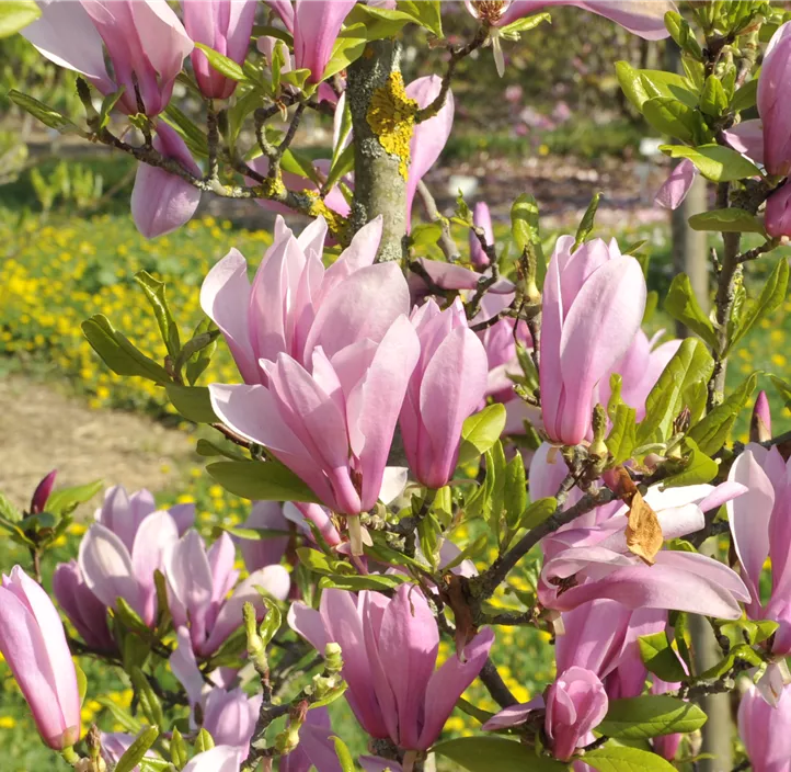 Magnolie