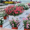 bellaflora Gartencenter GmbH