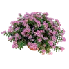 bellaflora Gartencenter GmbH