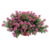 bellaflora Gartencenter GmbH
