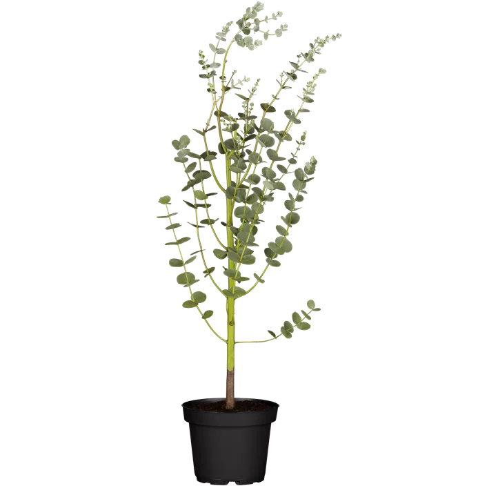 Echter Eukalyptus