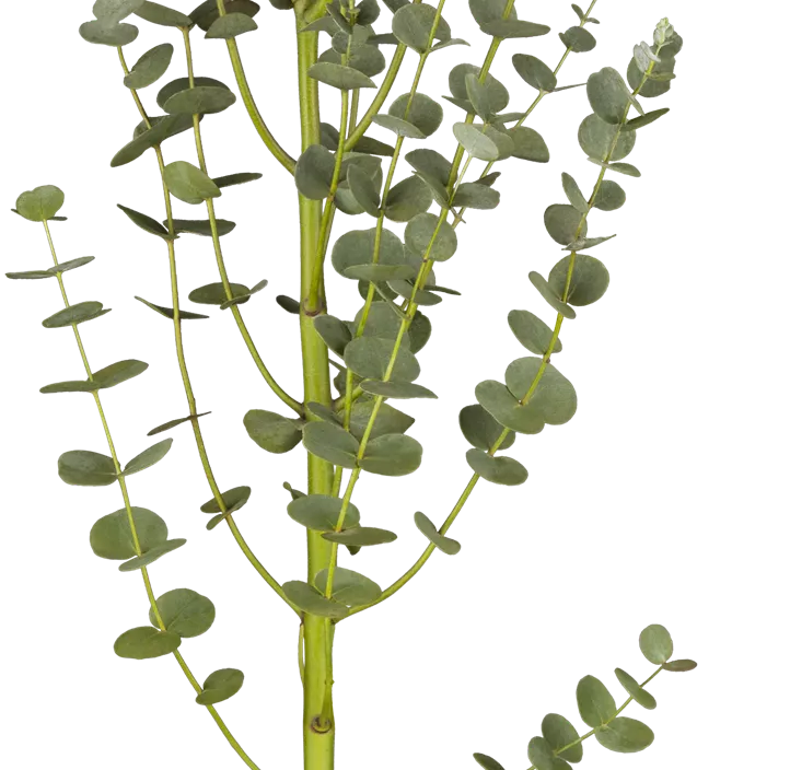 Echter Eukalyptus Busch Echter Eukalyptus Busch
