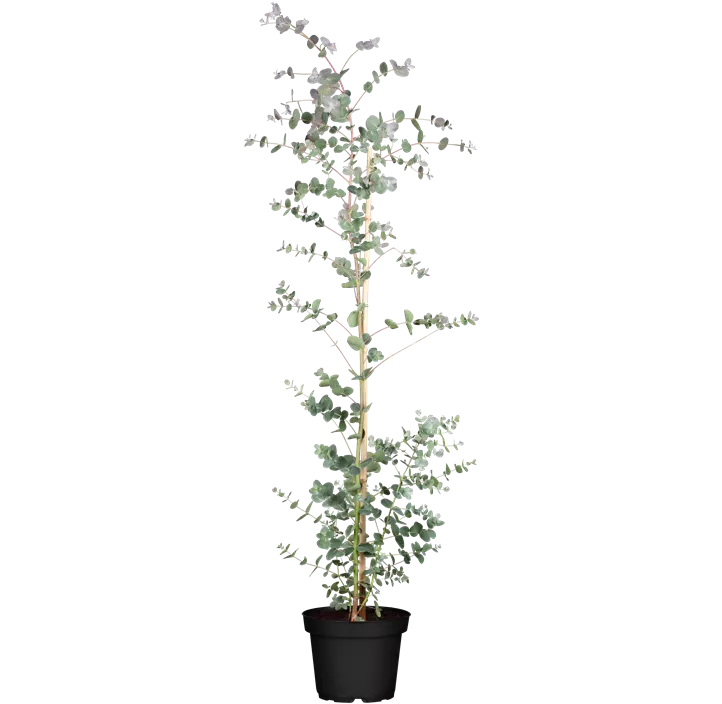Echter Eukalyptus