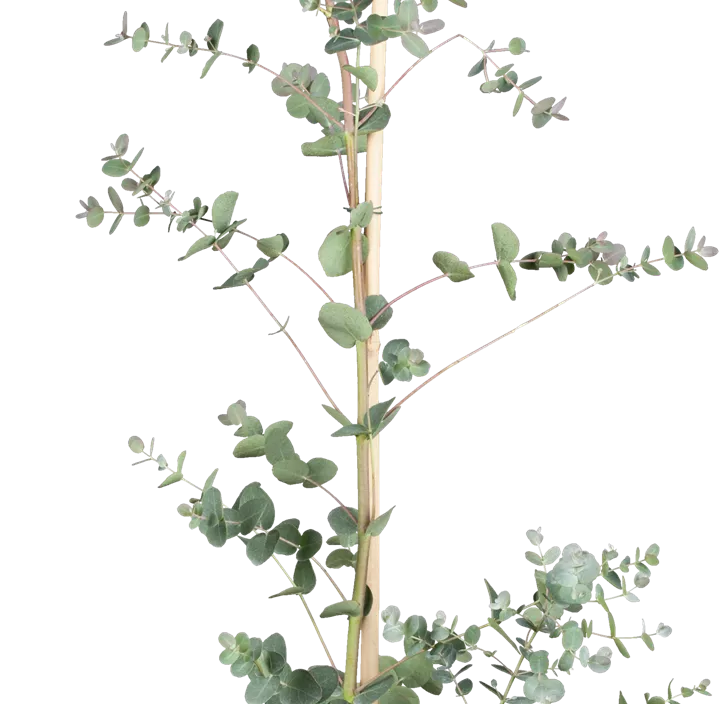Echter Eukalyptus Busch Echter Eukalyptus Busch