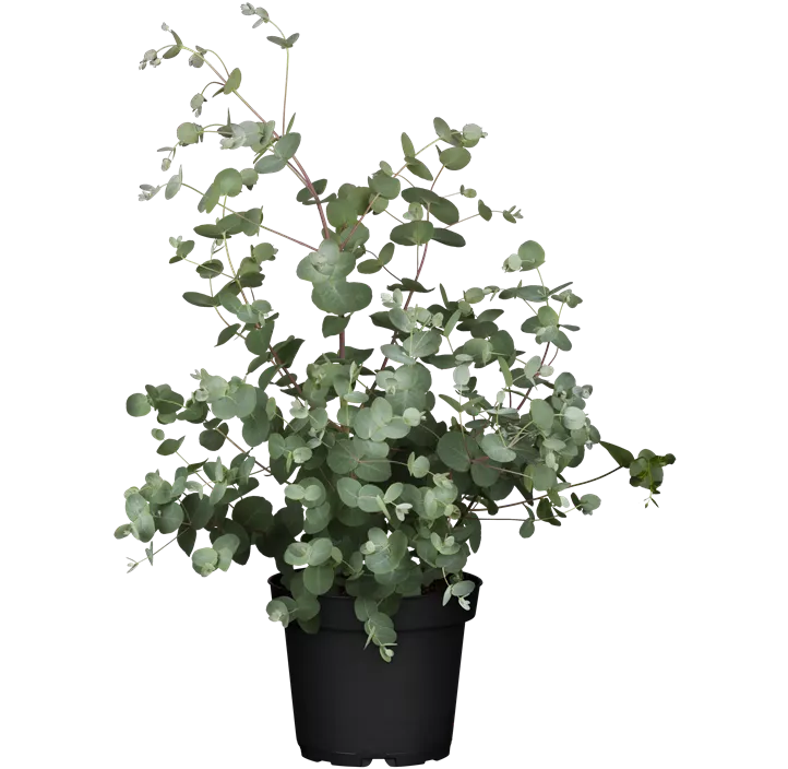 Echter Eukalyptus