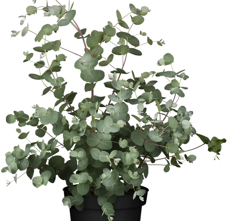 Echter Eukalyptus Busch Echter Eukalyptus Busch