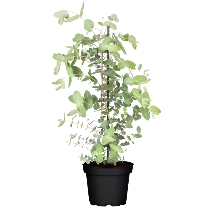 Echter Eukalyptus