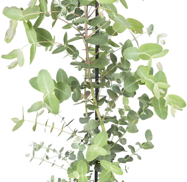Echter Eukalyptus Busch Echter Eukalyptus Busch