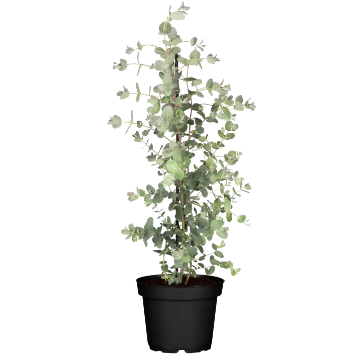 Echter Eukalyptus