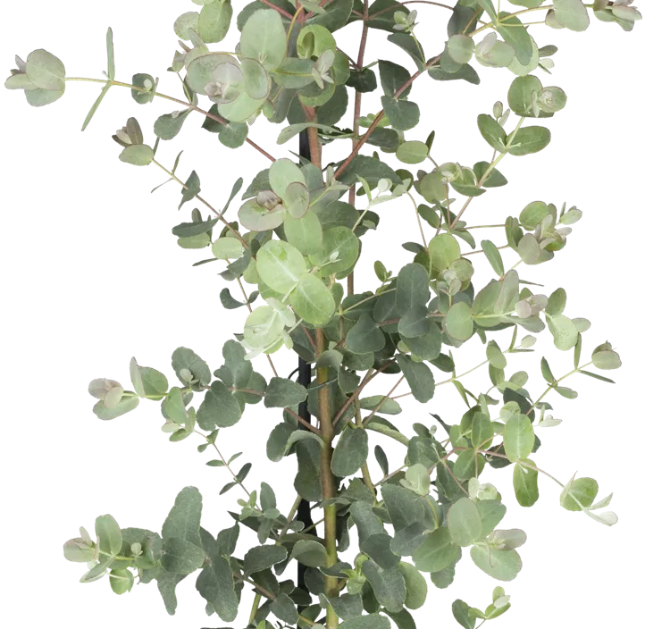 Echter Eukalyptus Busch Echter Eukalyptus Busch