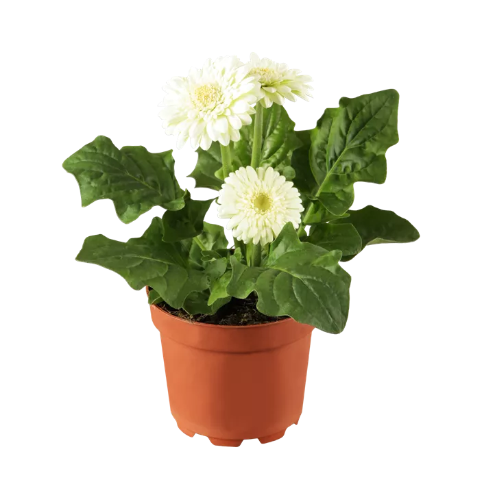 Gerbera