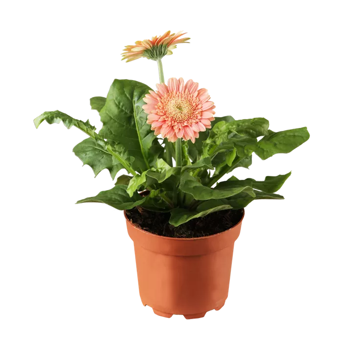Gerbera
