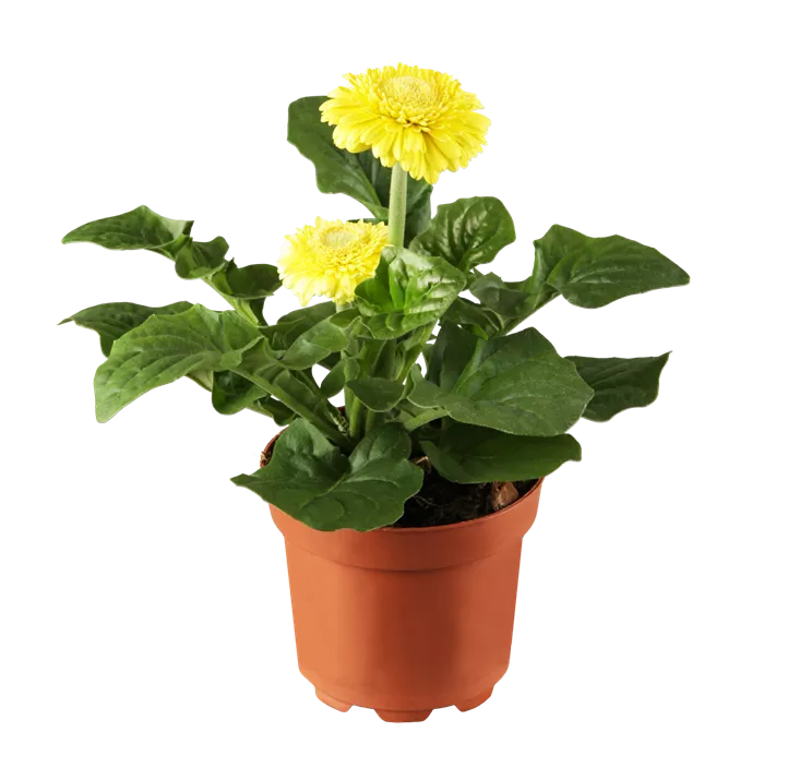 Gerbera