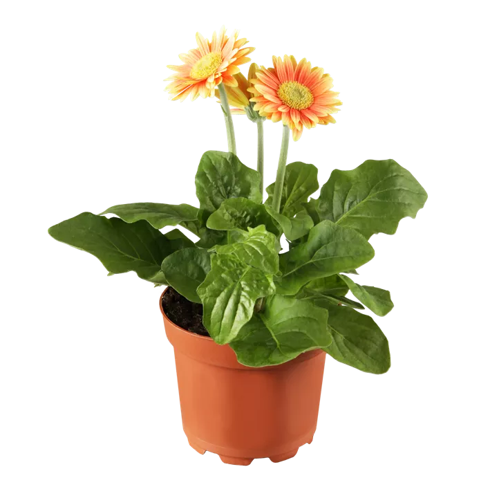 Gerbera