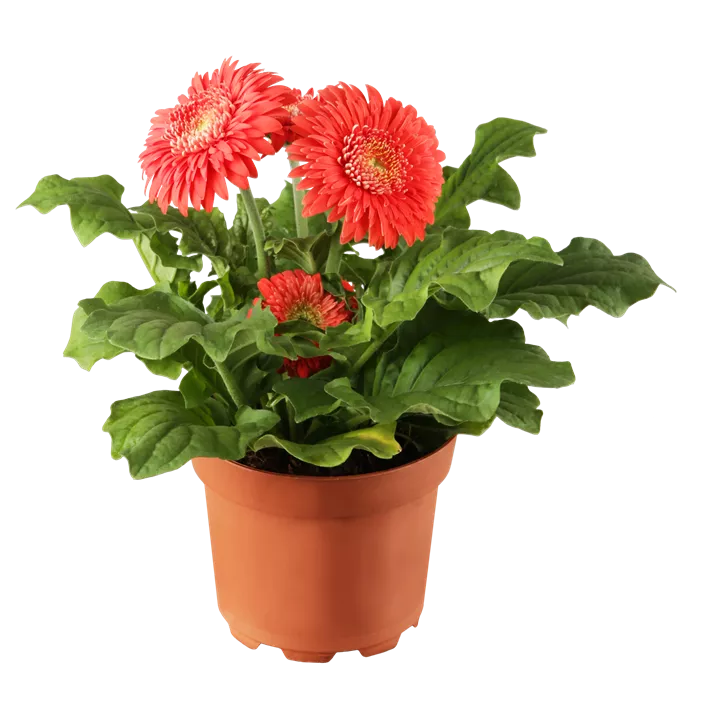 Gerbera