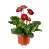 bellaflora Gartencenter GmbH