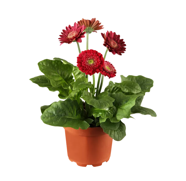 Gerbera
