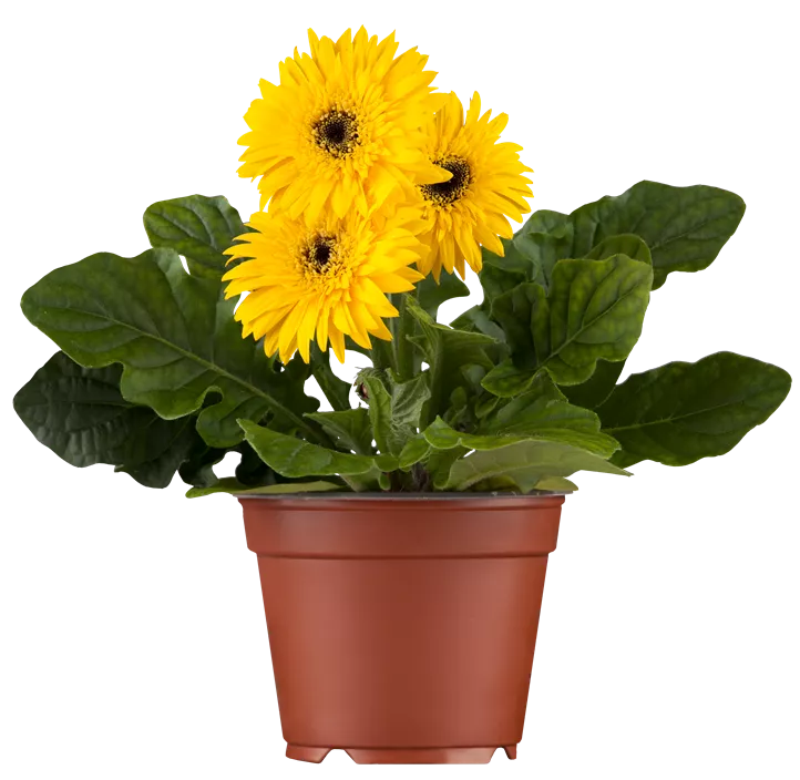 Gerbera