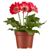 bellaflora Gartencenter GmbH