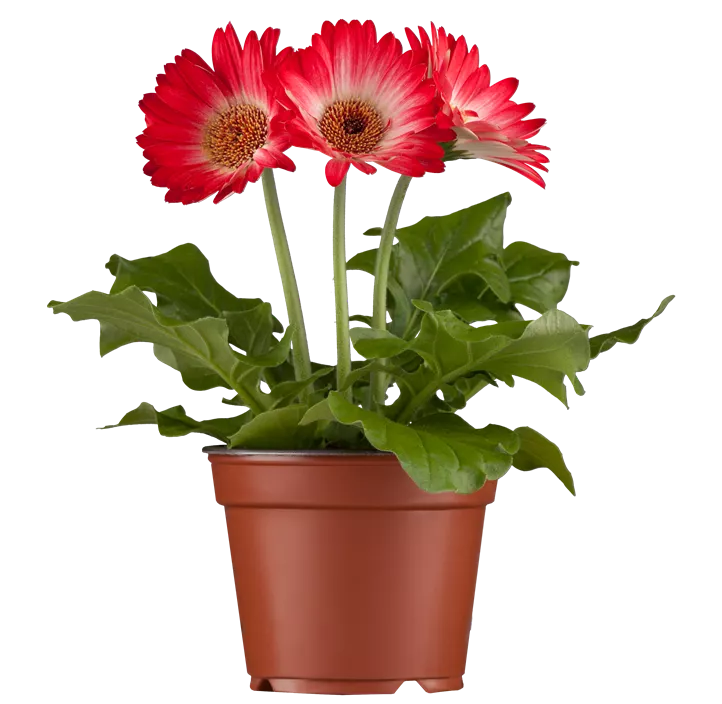 Gerbera